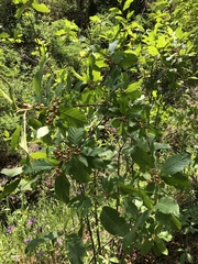 Frangula betulifolia