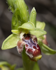Ophrys umbilicata flavomarginata