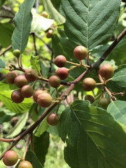 Frangula betulifolia