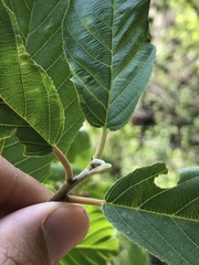 Frangula betulifolia