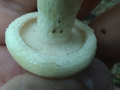 Lactarius maculatipes