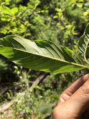 Frangula betulifolia