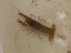Cambarus acuminatus