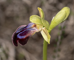 Ophrys fusca iricolor