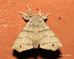 Olceclostera truncata