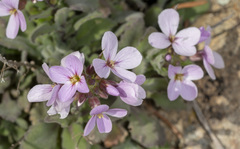 Arabis cypria × arabis purpurea