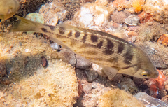 Hysterocarpus traskii pomo