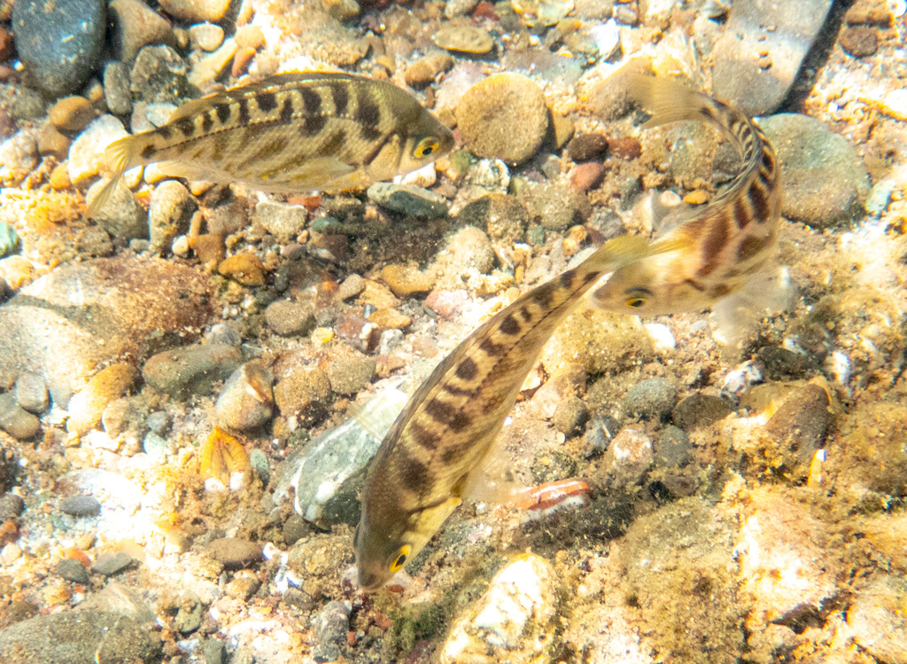 Tule Perch