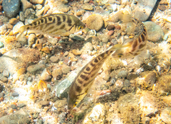 Hysterocarpus traskii pomo