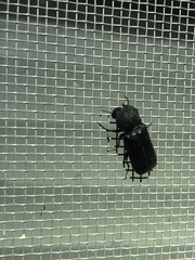 Apatides fortis