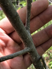 Frangula betulifolia