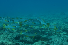 Plectorhinchus lineatus