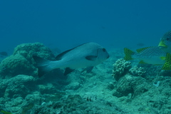 Plectorhinchus chaetodonoides