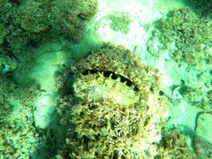 Pinctada mazatlanica