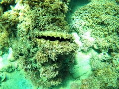 Pinctada mazatlanica