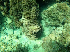 Pinctada mazatlanica