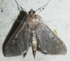 Herpetogramma sphingealis