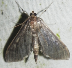 Herpetogramma sphingealis