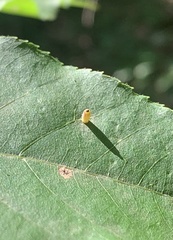 Caryomyia urnula
