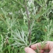 Common Mugwort - Photo (c) Jasper, some rights reserved (CC BY), uploaded by Jasper