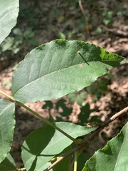 Caryomyia urnula