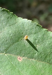 Caryomyia urnula