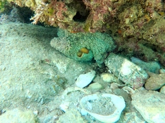 Octopus hubbsorum