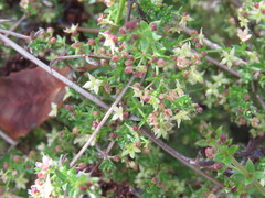 Galium nuttallii nuttallii