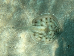 Urobatis maculatus