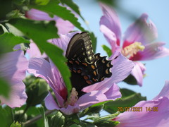 Papilio troilus