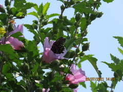 Papilio troilus