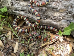 Lampropeltis knoblochi