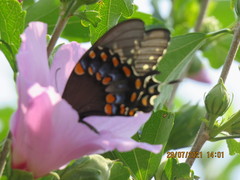 Papilio troilus