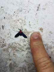 Psoloptera thoracica