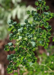 Thalictrum fendleri fendleri