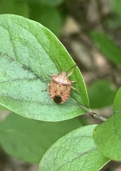 Dendrocoris humeralis