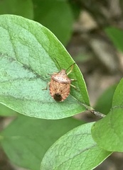 Dendrocoris humeralis
