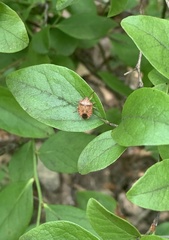 Dendrocoris humeralis