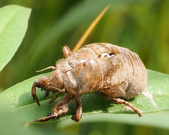 Neotibicen