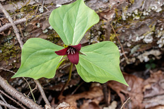Trillium