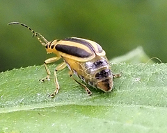 Trirhabda canadensis