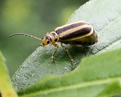 Trirhabda canadensis