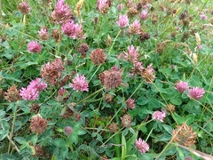 Trifolium pratense