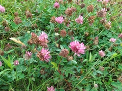 Trifolium pratense