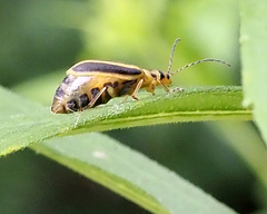 Trirhabda canadensis