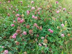 Trifolium pratense