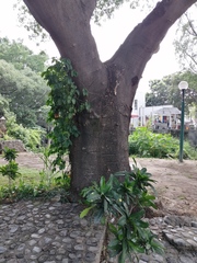 Enterolobium cyclocarpum