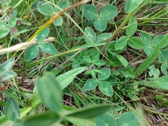 Trifolium pratense
