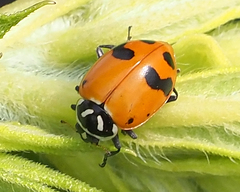 Hippodamia glacialis