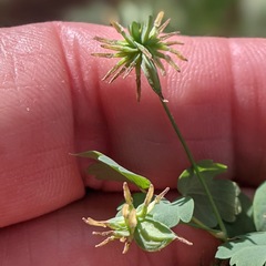Thalictrum fendleri fendleri